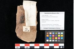 Foto (Objekt + Etikett) von Rhytisma palaeomyricae Ettingshausen (NHMW-GEO-2024-0188-0085)